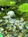 Ivory Apple (mystery) Snails X3 Young Snails Good Sizes
