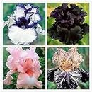 50Seeds/bag Raro Iris Semi Di Fiore Bonsai Orchidea Semi Vaso Da Giardino Ornamenti Piante Mix Colori Facile A Crescere 10: Only Seeds