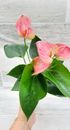 Anthurium pink live rare indoor plants in 4 inch pot