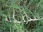 Doob grass/Bermuda Grass seeds (50 gram per packet)