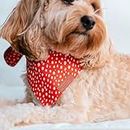 Paws Boutique Premium Dog Bandana/Scarf | Design: Tango Tangerine | Reversible Dual Layered/Sided | Small, Medium & Large Pets | Unique Style | Accessories for Puppy Dog & Cat (L)