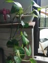 GOLDEN PATHOS INDOOR/OUTDOOR LIVE PLANT (3 rooted cuttings, 4"-6")