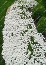 1000pcs/bag Creeping Thyme White Seeds Perennial Ground Cover for Home Garden