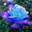100pcs Rose Seeds Fragrant Perennial Flowers Colorful Bloom Table Top Bonsai Seeds for Garden - Blue Rose Seeds - Flower Seeds Vegetable Seeds Fruit Seeds Garden Plant Seeds
