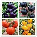 Seeds Mix Colors Tomato Seeds 100pcs Garden & Home Vegetable Seeds Purple Blue Easy Planting Farming Tomatoes Seeds