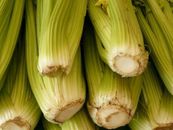 2750+ Celery Seeds Heirloom (Stringless) Vegetable for Microgreens or Planting