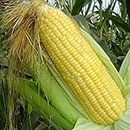 40Pcs Home Outdoor Planting Corn Seeds | Natural Non-GMO Corps Seedlings Pack For Home Garden DIY Vegetable Seedlings Kit seeds 1size