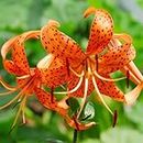 Lily Perennial Rare Flower Bare Root Bulk Plant Bulbs Cold-Resistant Plants Year After Year of Flowering (8 bareroots,Tiger Lily)