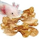 SunGrow 50 Pack Axolotl Indian Almond Leaves for Aquarium, 2-Inches, Catappa Leaf Soothes Pet’s Slime Skin