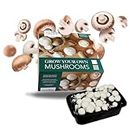 Carbeth Plants Mushroom Growing Kit - White Edible Champignon Kit - Grow Your Own White Button Suffolk Mushrooms - Fast Delivery - Perfect for Beginners and Kids as Educational Kit