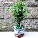 30 pc Sequoia rossa Semi Piante Sequoia sempervirens Bonsai albero in vaso per la casa e giardino fresche di Air giardino domestico di DIY 11
