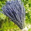 TooGet Lavender Dried Ultra Blue Bundles 200+ Stems (16" - 18" Long) for Home Decor, Crafts, Gift,Wedding or Any Occasion