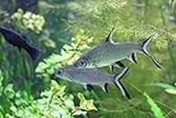 Aquarium Plants Discounts Bala Silver Shark 2" - Freshwater Live Tropical Fish