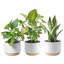 Costa Farms Live Plants, Easy to Grow Indoor Houseplants (3-Pack), Air Purifying Grower's Choice Plants in Plant Pots, Potting Soil, Housewarming, Garden, Office, Home, or Living Room Décor