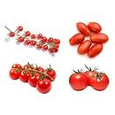"Gardening Zone 4 Variety Tomato Seeds Combo - Home Garden Kit"