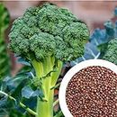 GROW DELIGHT Broccoli (Broccoli) 30 Vegetable Seeds for Home Garden, Organic & Hybrid, Perfect for Home Gardening, Planting For Pots and Patio