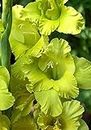 Radha Krishna Agriculture Imported Variety Gladiolus, Sword Lilly Flower bulbs Hybrid mix color For Home Gardening pack of 5 flower bulbs