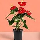 CosaCentrum Air Purifying Anthurium Red Indoor Live Plants for Living Room, Home, Office, Table, Kitchen & Desk Decor | Black Pot Included (Anthurium live plant)