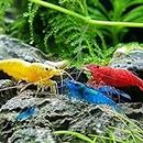 10 x MIX LIVE SHRIMP - RED | BLUE | BLACK | CHERRY | YELLOW | AQUARIUM FRESHWATER ALGAE EATING LIVE SHRIMPS FISH SNAILS PLANTS