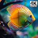 Aquarium Ambience: Relaxing Aquarium Screensavers with Soothing Music for Fire TV