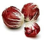 Vegetable Seeds - Radicchio Chicory Rosso 50 Seeds Pack- by Seedscare India