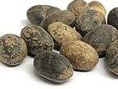 Herbs Live Jamalgota/Croton Tiglium Seeds/Jamalghota Seeds-100 Grm