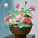 NooElec Seeds India 15+ Seeds- Bowl Lotus Seeds, Water Lily Flower Plant Seed Flowering Aquatic Fresh Garden Seeds