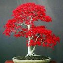 10 Samen japanische rote Ahornbaum Bonsai seltene Pflanze für Haus Garten