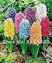 100 Pcs Rainbow Hyacinth Seeds Bonsai Flower Seeds (Not Hyacinth Bulb) Hydroponic Flower So Fragrant Forever Missing Outdoor