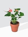 Creative Farmer Garden Plant Anthurium Pink, 12 Cm Pot Indoor Plants For Birthday Gift (Home Gardening Healthy Live Plant)