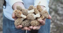Morel Mushroom Spores in Sawdust Bag Garden Grow Kit Makes 5 gal FREE SHIPPING