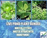 3 Water Lettuce + 3 Water Hyancinth Bundle + Parrot Feather - Floating Live Pond Plants