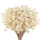 300 Pcs Dried Flowers with Stems Mini Flowers Bouquet White Dried Daisy Flower Dried Wildflowers Floral Brazilian Small Star Daisy for Wedding Floral Arrangements Home Decoration Valentine's Day Gift