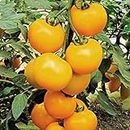 Mix Colors Tomato Seeds 100pcs Garden & Home Vegetable Seeds Purple Blue Easy Planting Farming Tomatoes seeds 5
