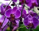 60 pieces of orchid flowers of orchid Phalaenopsis: Only Seeds Not A Live Plants