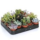 Mélange de succulentes – 20 plantes – Maison/Bureau Plante d’intérieur en pot Cadeau parfait