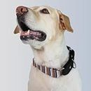 Dog-O-Bow Black Multi-Stripe Martingale Collar for Dogs (Medium)