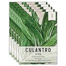 Seed Needs, Culantro Seeds - 300 Heirloom Seeds for Planting Eryngium foetidum - Non-GMO & Untreated Tropical Herb to Plant Indoors or Outdoors (5 Packs)