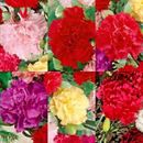 CARNATION SPRING MIX 100 SEEDS RARE DIANTHUS CHABAUD FLOWERS DOUBLE BLOOMS USA