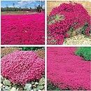 200+ Seeds- Magic Red Creeping Thyme Seeds for Planting Heirloom Seeds Perennial Flower Seeds for Home Garden