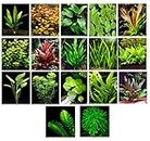 50 piante da acquario vivo, 17 diversi tipi: Amazon Spade, Anubias, Java Fern, Java Moss, Ludwigia e molto altro ancora; campionatore di piante per 40-45 gal.