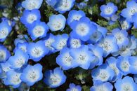 100 X NEMOPHILA BABY BLUE EYES SEEDS-FLOWER GARDEN-ROCKERY-COTTAGE GROUND COVER
