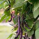 Bush Bean - Royal Burgundy - 40 Heirloom Seeds