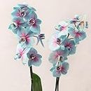 Sipra Enterprise Rare Exotic Live Orchid Flower Plant (Valentine's Blue) Dendrobium Live Plant Original Variety