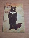 Vintage RP Postcard Himalayan Black Bear San Diego Zoo Animal Color Series