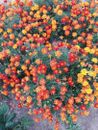 Marigold Seeds Bulk - approx 100 seeds