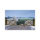 TuffRider 1200D Ripstop 220G Polyfill Pony Horse Print Standard Neck Two Tone Horse Turnout Blanket, 51-in