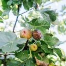 Wekiva Foliage LLC Olympian Fig Tree - 3 Live Starter Plants - Ficus Carica - Edible Fruit Tree for Patio & Garden | 6 H x 2 D in | Wayfair