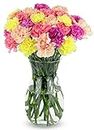 BENCHMARK BOUQUETS - 25 Stem Pastel Carnations (Glass Vase Included), Next-Day Delivery, Gift Fresh Flowers for Birthday, Anniversary, Get Well, Sympathy, Graduation, Congratulations, Thank You