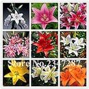 Kucus Mixed Hosta Seed Beautiful Lily Flower Pot Seed for Home Garden Ground Cover Garden Plant 120pcs - (Color: Mixed)